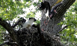 Девять птенцов чёрного аиста появились на свет в заповеднике «Брянский лес». Источник: Заповедник «Брянский лес»