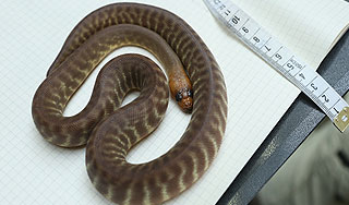 В номере отеля в Канаде найдены 40 питонов В номере отеля в Канаде найдены 40 питонов