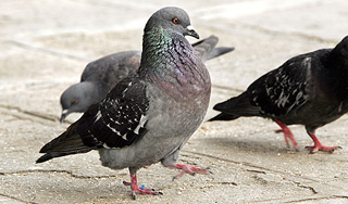 Гибелью голубей в Москве займутся прокуроры Гибелью голубей в Москве займутся прокуроры