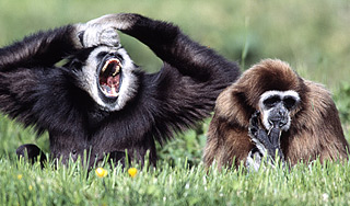 В Ленинградском зоопарке запели гиббоны В Ленинградском зоопарке запели гиббоны