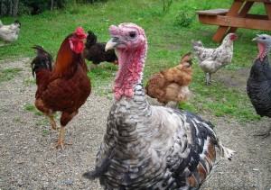 В Бежицком районе появился вор-«птичник»