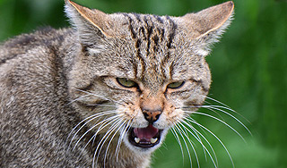 Бешеная кошка покусала шесть человек Бешеная кошка покусала шесть человек