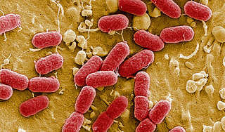 Открыт секрет победы над бактериями Открыт секрет победы над бактериями