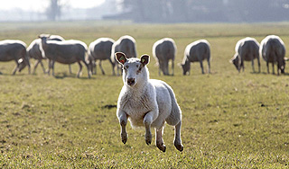 Поезд Москва-Париж сбил стадо овец Поезд Москва-Париж сбил стадо овец