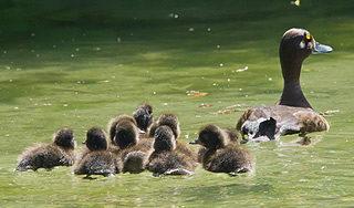 Опасный вирус убивает уток в Москве Опасный вирус убивает уток в Москве