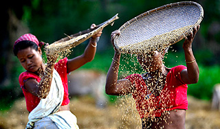 Индия просит Россию снять запрет на рис Индия просит Россию снять запрет на рис