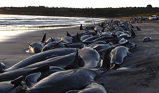 В США массово гибнут дельфины В США массово гибнут дельфины