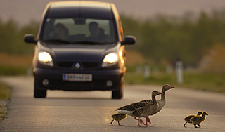 Птицы знают ограничения скорости на дорогах Птицы знают ограничения скорости на дорогах