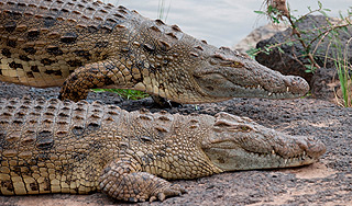 В Китае с фермы сбежали 24 крокодила В Китае с фермы сбежали 24 крокодила