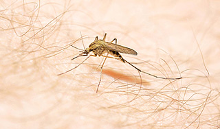 В Ханты-Мансийске вспышка туляремии В Ханты-Мансийске вспышка туляремии