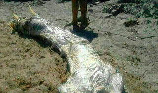 В Испании нашли загадочное существо В Испании нашли загадочное существо