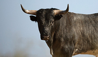 В Омской области бык затоптал хозяйку В Омской области бык затоптал хозяйку