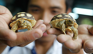 Тысячи черепах усыпят в США из-за кризиса Тысячи черепах усыпят в США из-за кризиса