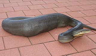 В Москве из окна выпал питон В Москве из окна выпал питон