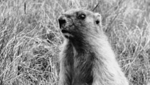 В Брянской области обнаружили степного сурка Фото: РИА Новости