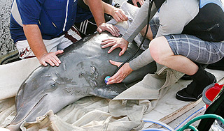 Названа причина гибели дельфинов в США Названа причина гибели дельфинов в США