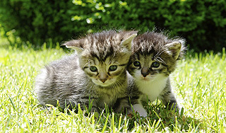 На студента завели дело за убийство котят На студента завели дело за убийство котят