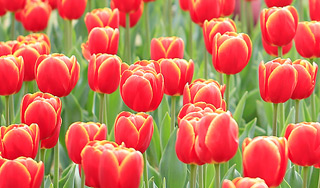 ФСБ нашла гашиш на 40 миллионов в цветах ФСБ нашла гашиш на 40 миллионов в цветах