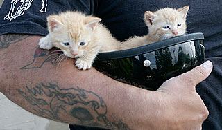 Два котенка парализовали метро Нью-Йорка Два котенка парализовали метро Нью-Йорка