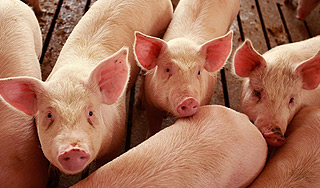 Россия запретила ввоз свиней из Белоруссии Россия запретила ввоз свиней из Белоруссии