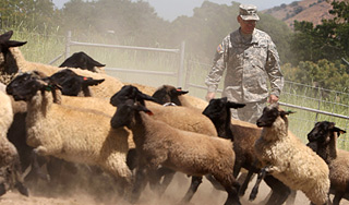 Молдаван в армии заставляют пасти овец Молдаван в армии заставляют пасти овец
