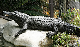 В США поймали аллигатора весом 330 кг В США поймали аллигатора весом 330 кг