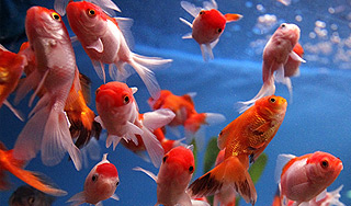 Животные различают музыку композиторов Животные различают музыку композиторов