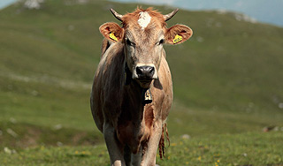 Эстонцы клонировали теленка Эстонцы клонировали теленка