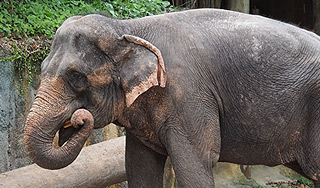 Слон растоптал туриста из США в Танзании Слон растоптал туриста из США в Танзании