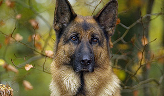 Тувинские школьники съели лапы овчарки Тувинские школьники съели лапы овчарки