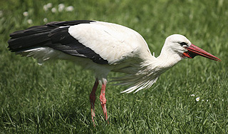 В Египте съели аиста-"шпиона" В Египте съели аиста-"шпиона"