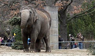 Во Франции сбежавший слон убил пенсионера Во Франции сбежавший слон убил пенсионера