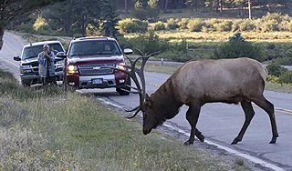 Лось устроил погром в норвежской школе Лось устроил погром в норвежской школе
