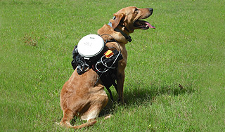 Ученые создали пульт управления собакой Ученые создали пульт управления собакой