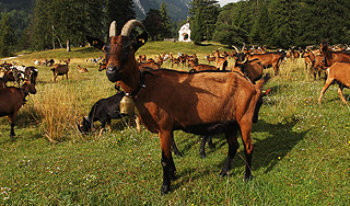 В Саудовской Аравии продали козла за $3 млн В Саудовской Аравии продали козла за $3 млн