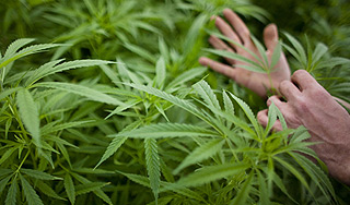 В США детям будут давать марихуану В США детям будут давать марихуану