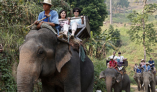 В Таиланде отряд слонов спас туристов В Таиланде отряд слонов спас туристов