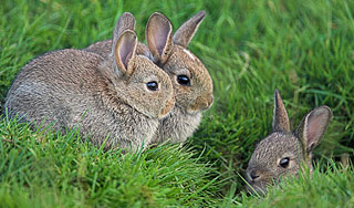 В Приамурье из потопа спасли деда и зайцев В Приамурье из потопа спасли деда и зайцев