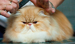 Иран отправит в космос персидского кота Иран отправит в космос персидского кота