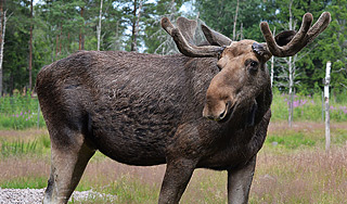 "Электропастухи" защитят лосей на трассах "Электропастухи" защитят лосей на трассах