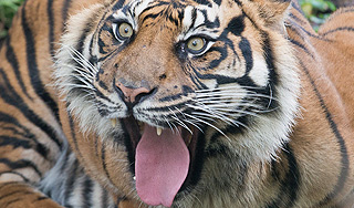 Тигр загрыз смотрителя зоопарка в Германии Тигр загрыз смотрителя зоопарка в Германии