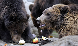 В Кузбассе по улицам гуляли три медведя В Кузбассе по улицам гуляли три медведя