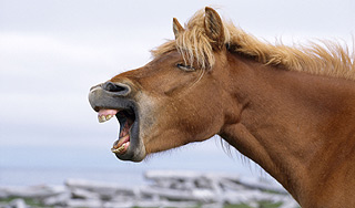 В США лошадей хотят признать агрессивными В США лошадей хотят признать агрессивными