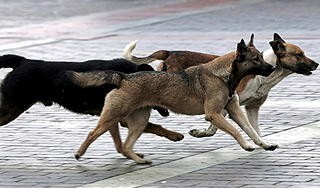 В Румынии будут усыплять бродячих собак В Румынии будут усыплять бродячих собак