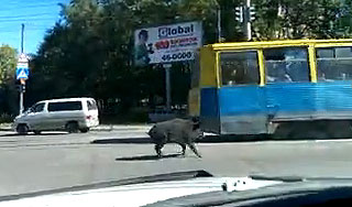 Омоновцы убили в центре Хабаровска кабана Омоновцы убили в центре Хабаровска кабана