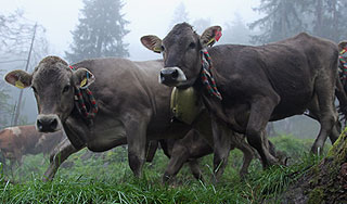 Пастух убил пугавшего коров односельчанина Пастух убил пугавшего коров односельчанина