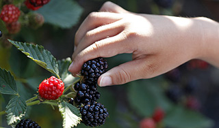 Пропавший ребенок жил неделю в тайге Пропавший ребенок жил неделю в тайге