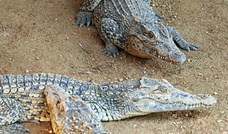 По улицам Акапулько гуляют крокодилы По улицам Акапулько гуляют крокодилы