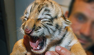 В Лондоне родился редкий тигренок В Лондоне родился редкий тигренок