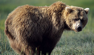 Медведь съел борщ у иркутских дачников Медведь съел борщ у иркутских дачников